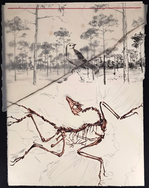 Raymond Gaddy, Specimen: Archaeopteryx