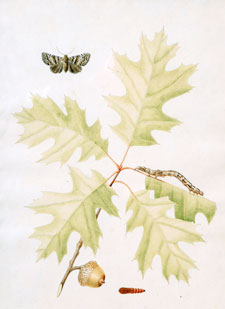 Oak Leaves with Acorn Moth